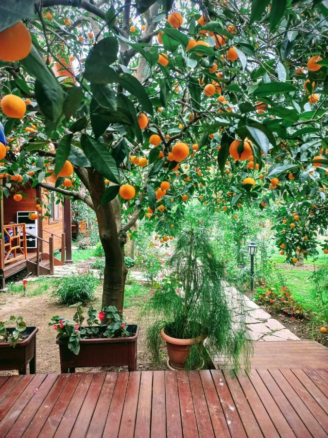 Bahce Villa Cirali Bagian luar foto